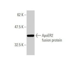 western blotting image from recommended ApoER2 (1A1) monoclonal antibody replacement. Image 348884