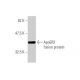 western blotting image from recommended ApoER2 (1A1) monoclonal antibody replacement. Image 348884