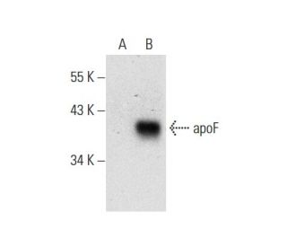 apoF Antibody (B-6) - Western Blotting - Image 301507