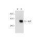 apoF Antibody (B-6) - Western Blotting - Image 301507