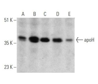 apoH Antibody (C-2) - Western Blotting - Image 363223
