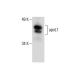 apoL1 Antibody (A-3) - Western Blotting - Image 288504
