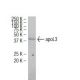 apoL3 Antibody (L07) - Western Blotting - Image 34621