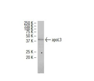 apoL3 Antibody (L07) - Western Blotting - Image 34621Each CRISPR/Cas9 Knockout (KO) Plasmid product consists of a pool of 3 plasmids designed to ensure identification and cleavage of a specific gene for maximum knockout efficiency. Each plasmid encodes a unique 20 nt sequence derived from the GeCKO (v2) library.