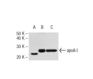 Apolipoprotein A I/APOA1 Antibody (2G4) - Western Blotting - Image 62830