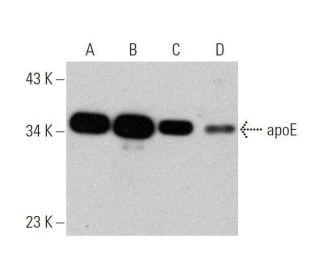 apolipoprotein E/apoE Antibody (F-9) - Western Blotting - Image 353446
