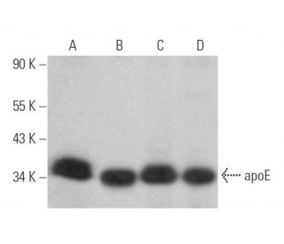 apolipoprotein E/apoE Antibody (A1.4) - Western Blotting - Image 352741