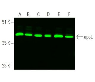 apolipoprotein E/apoE Antibody (F-9) - Western Blotting - Image 375660