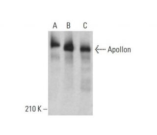 Apollon Antibody (F-10) - Western Blotting - Image 378013 
