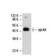 apoM Antibody (8F12C6B8) - Western Blotting - Image 19529