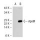 apoM Antibody (8F12C6B8) - Western Blotting - Image 44876 