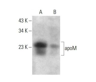 apoM Antibody (8F12C6B8) - Western Blotting - Image 383966 