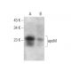 apoM Antibody (8F12C6B8) - Western Blotting - Image 383966 
