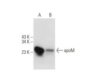 apoM Antibody (A-10) - Western Blotting - Image 294452 
