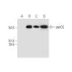 apoOL Antibody (G-6) - Western Blotting - Image 291044 