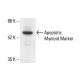 Apoptotic Myeloid Marker Antibody (BOB78) - Western Blotting - Image 411884 