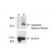Apoptotic Myeloid Marker Antibody (BOB78) - Western Blotting - Image 412086 