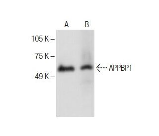 APPBP1 Antibody (C-2) - Western Blotting - Image 285148 