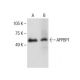APPBP1 Antibody (C-2) - Western Blotting - Image 285148 