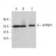 APPBP1 Antibody (C-2) - Western Blotting - Image 365460 