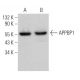 APPBP1 Antibody (C-2) - Western Blotting - Image 365936