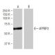 APPBP2 Antibody (4-RE24) - Western Blotting - Image 64853