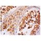 APPL2 Antibody (E-1) - Immunohistochemistry - Image 284842 