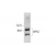 APPL2 Antibody (E-1) - Western Blotting - Image 129409 