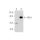 APPL2 Antibody (E-1) - Western Blotting - Image 130319
