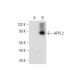 APPL2 Antibody (F-2) - Western Blotting - Image 309655 