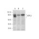 APPL2 Antibody (F-2) - Western Blotting - Image 314194 