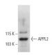 APPL2 Antibody (F-2) - Western Blotting - Image 398911