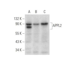 APPL2 Antibody (F-2) - Western Blotting - Image 314194Each CRISPR/Cas9 Knockout (KO) Plasmid product consists of a pool of 3 plasmids designed to ensure identification and cleavage of a specific gene for maximum knockout efficiency. Each plasmid encodes a unique 20 nt sequence derived from the GeCKO (v2) library.