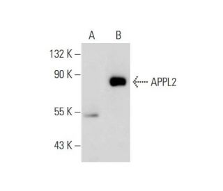 APPL2 Antibody (E-1) - Western Blotting - Image 130319 