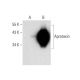 Aprataxin Antibody (B-3) - Western Blotting - Image 145528 