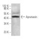 Aprataxin Antibody (B-3) - Western Blotting - Image 374936