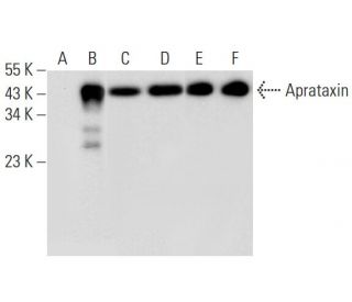 Aprataxin Antibody (E-9) - Western Blotting - Image 297036 