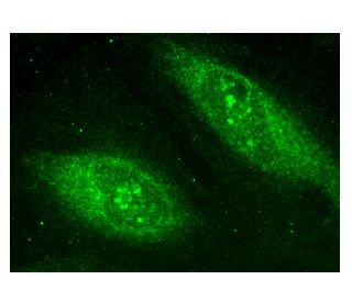 APRIL Antibody (F-5) - Immunofluorescence - Image 156864 