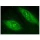 APRIL Antibody (F-5) - Immunofluorescence - Image 156864 