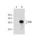 APRIL Antibody (F-5) - Western Blotting - Image 157395 
