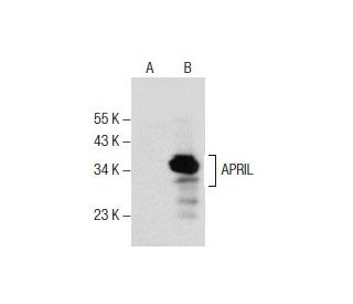 APRIL Antibody (H-10) - Western Blotting - Image 157393 
