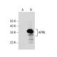 APRIL Antibody (H-10) - Western Blotting - Image 157393 