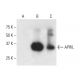 APRIL Antibody (H-10) - Western Blotting - Image 404265