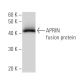 APRIN Antibody (2030D32a) - Western Blotting - Image 47953