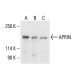 APRIN Antibody (F-9) - Western Blotting - Image 405002