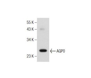 Aquaporin 0/AQP0 Antibody (B-11) - Western Blotting - Image 155559 
