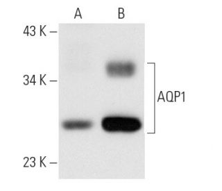 Aquaporin 1/AQP1抗体 (1/22) | SCBT - Santa Cruz Biotechnology