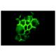 Aquaporin 1/AQP1 Antibody (1) - Immunofluorescence - Image 10173