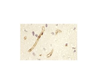 Aquaporin 1/AQP1 Antibody (1) - Immunohistochemistry - Image 11432 