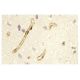 Aquaporin 1/AQP1 Antibody (1) - Immunohistochemistry - Image 11432 